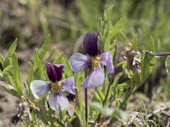 Viola beckwithii