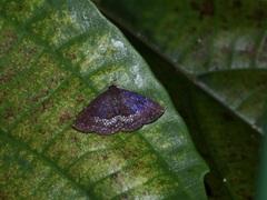 Adrapsa geometroides