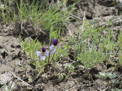 Viola beckwithii