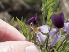 Viola beckwithii