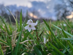 Claytonia virginica