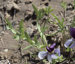 Viola beckwithii