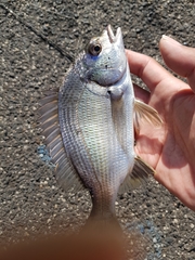 Acanthopagrus butcheri
