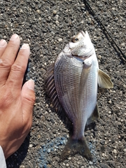 Acanthopagrus butcheri