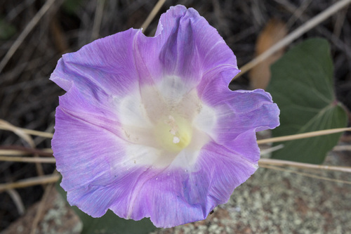 Gila Morning Glory (Ipomoea gilana)