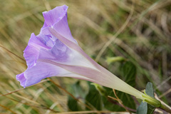 Ipomoea gilana