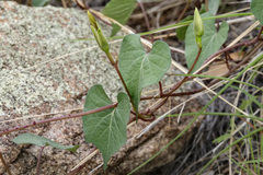 Ipomoea gilana