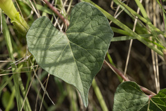 Ipomoea gilana