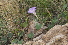 Ipomoea gilana