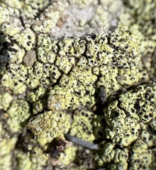 Acarospora schleicheri