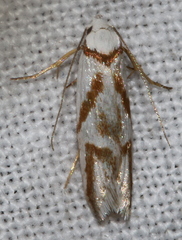 Oxythecta acceptella