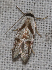 Oxythecta lygrosema
