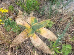 Brunsvigia orientalis