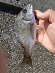 Acanthopagrus butcheri
