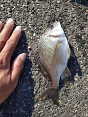Acanthopagrus butcheri