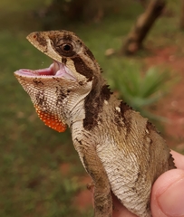 Enyalius bibronii