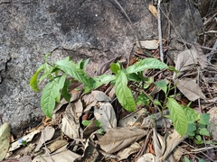 Nerieae