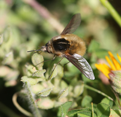 Bombylius analis