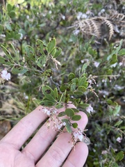 Arctostaphylos densiflora