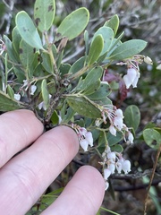 Arctostaphylos densiflora