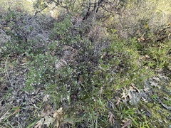 Arctostaphylos densiflora