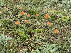 Castilleja mendocinensis