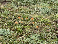 Castilleja mendocinensis