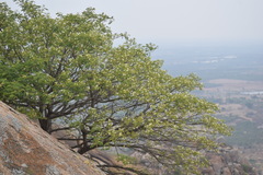 Albizia amara