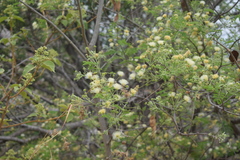 Albizia amara