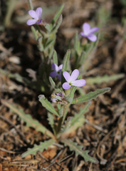 Matthiola parviflora