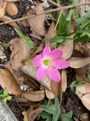 Zephyranthes rosea