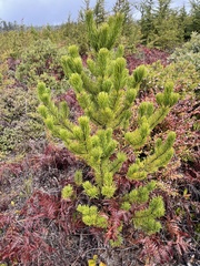 Pinus contorta bolanderi