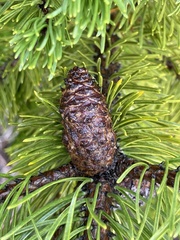 Pinus contorta bolanderi