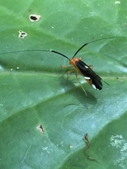 Thyrsophorinae