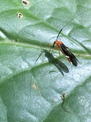 Thyrsophorinae