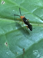 Thyrsophorinae