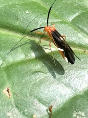 Thyrsophorinae