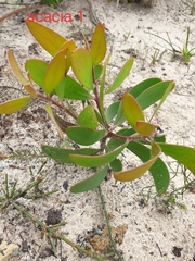 Persoonia levis