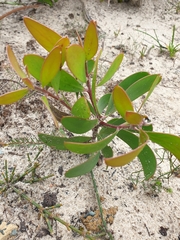 Persoonia levis