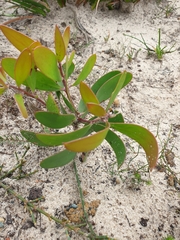Persoonia levis