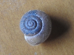 Kandoschloritis pustulosa