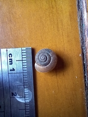 Kandoschloritis pustulosa