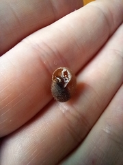 Kandoschloritis pustulosa