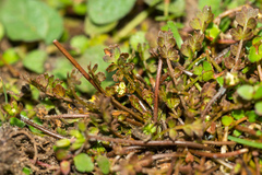 Chaerophyllum ramosum