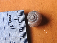 Kandoschloritis pustulosa