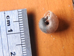 Kandoschloritis pustulosa