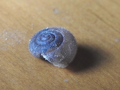 Kandoschloritis pustulosa