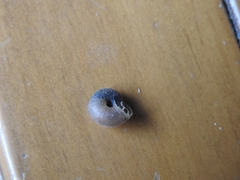 Kandoschloritis pustulosa