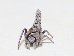 Acroaspis