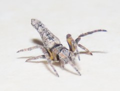 Acroaspis